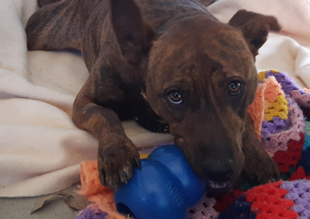 Ivory playing with a toy